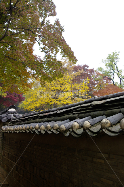 가을,fall,나무,식물,plant,단풍,잎,창덕궁,고궁,담장,가을,계절,fall,autumn,season,한국전통,한국문화,korean traditional,korean culture,건축물,건물외관,exterior,building,structure,architecture,construction,roof,지붕