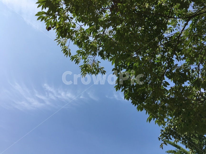 하늘,plant,tree,나무,나뭇잎,leaf,자연,바람,풍경,녹색,여름,식물,나무줄기,nature,숲