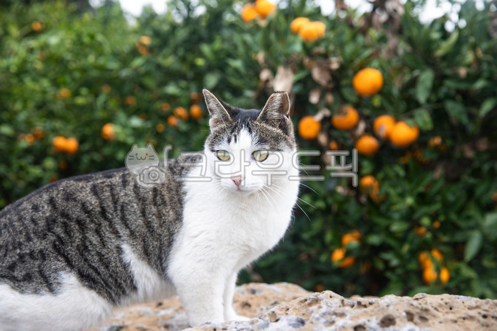 고양이,야옹이,애완동물,반려동물,애완고양이,얼룩고양이,검은고양이,반려고양이,동물,짐승,길고양이,cat,kitty,meow,pets,pat,patcat,animal,beast,straycat,blckcat,tobbycat,귤,밀감,밀감나무,밀감농장,mandarin,citrus,citrusplantation