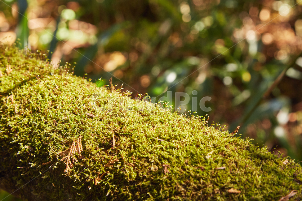 이끼,moss,plant,식물,햇살,나무,가을,아침햇살,コケ,植物,식물,자연,plants,nature