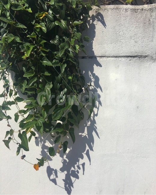 식물,담벼락,일상,초록,풀,식물,자연,plants,nature