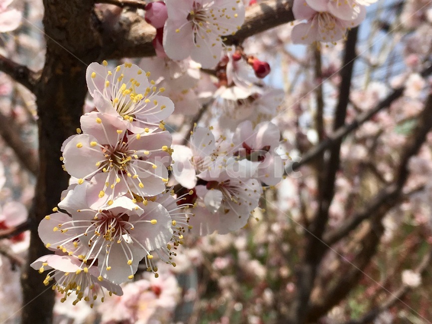 봄,꽃,나들이,cherryblassom,flowers,봄꽃