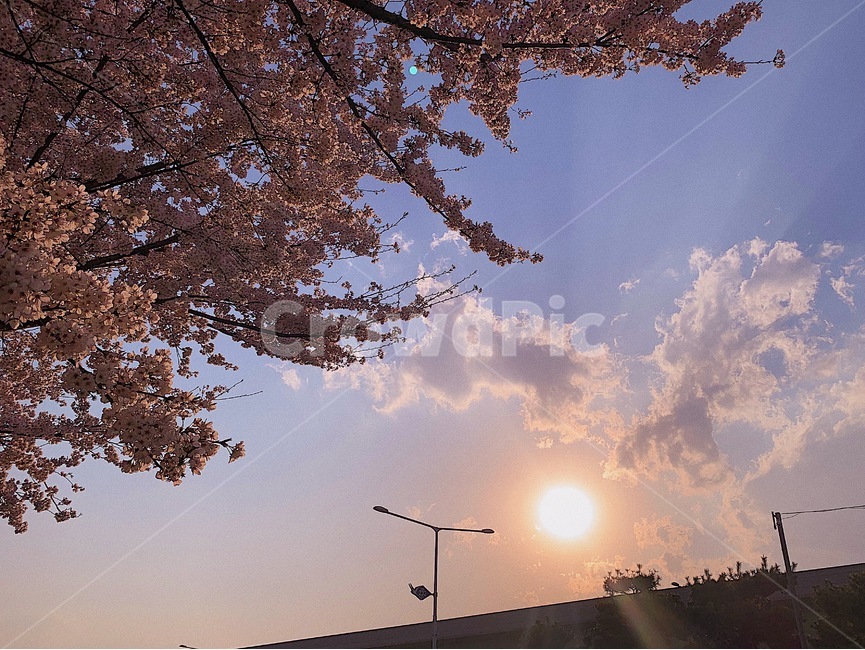 벚꽃나무,노을,하늘,해질녘,벚꽃해질녘,구름,햇빛,오후,봄,눈부신,따뜻한,따듯한,역광,역광구름