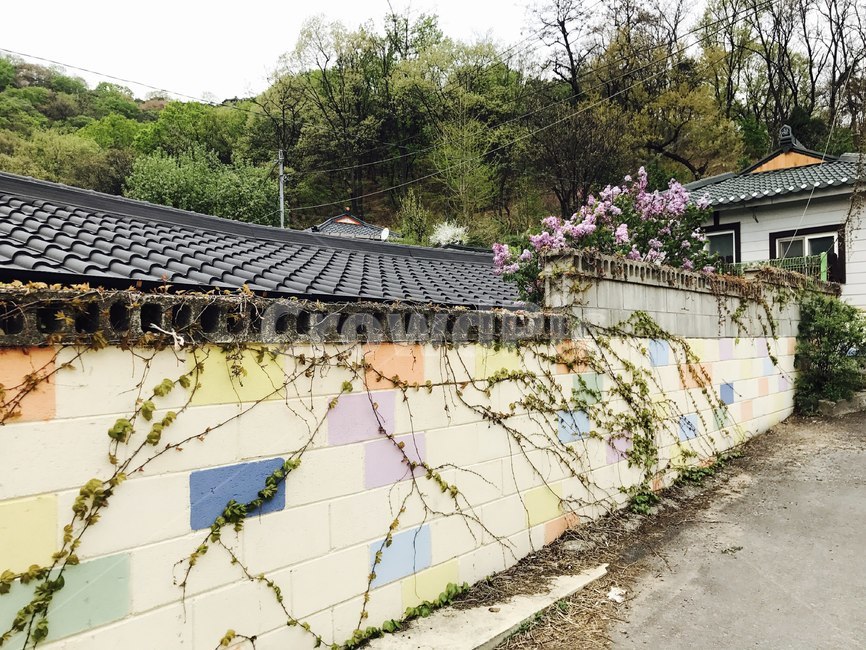 담벼락,담쟁이,덩쿨,산책로,예쁜담벼락,자연,시골