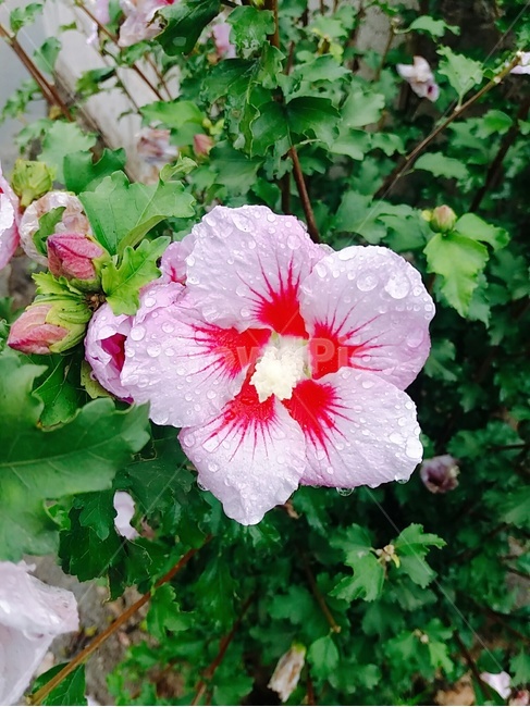 꽃,봄,무궁화,이슬,풀