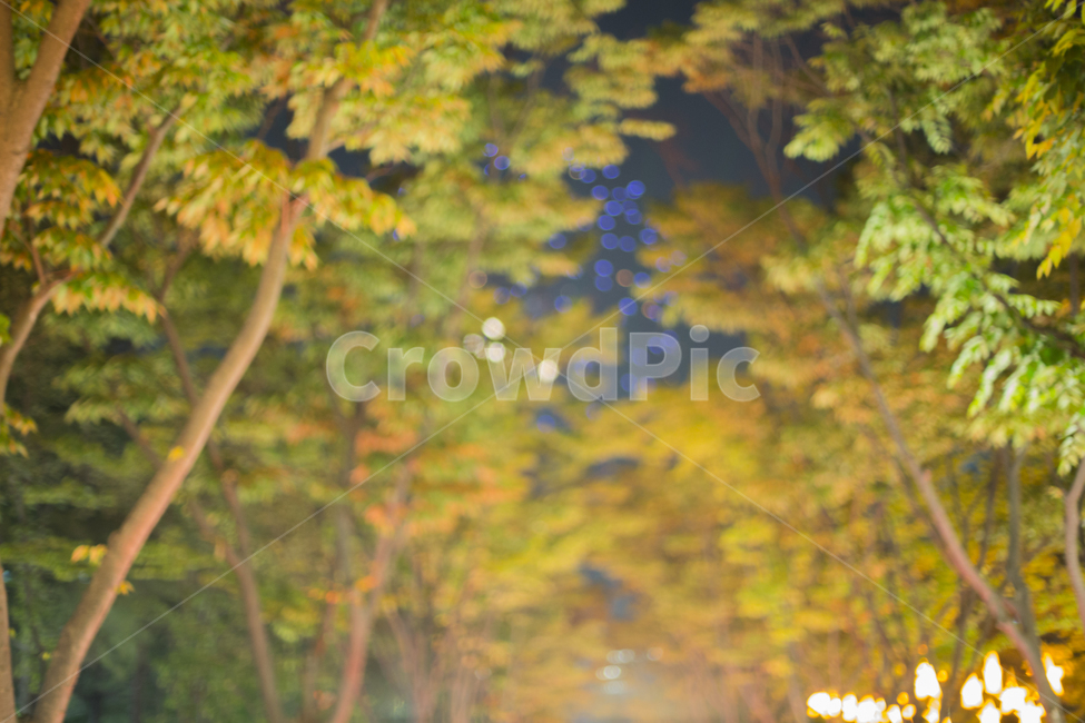 불꽃놀이,나무숲,느티나무,야경,밤,산책,야경,밤,풍경,nightscape,night,landscape,식물,자연,plants,nature,나무,trees,wood,tree,plant