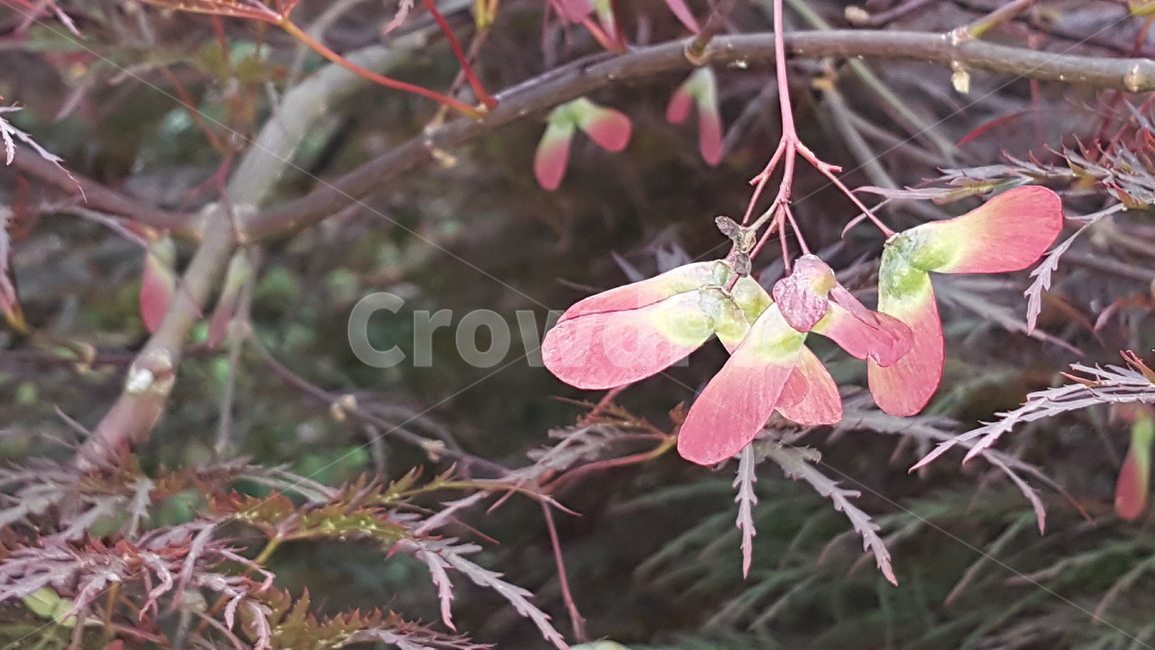 자연,풍경,식물,단풍나무,꽃,식물,자연,plants,nature