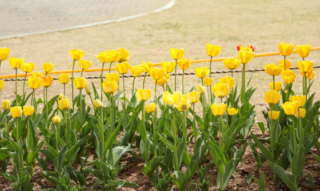 튤립,꽃밭,봄,봄꽃,flower,tulip,노랑,yellow,꽃,plant,식물