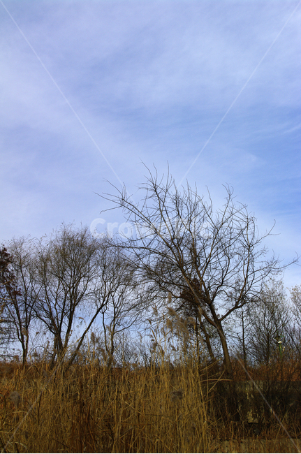겨울,나무,공원,식물,plant,하늘,구름,자연,풍경,nature,landscape