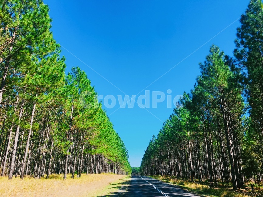 숲,도로,자연,나무,힐링,자연,풍경,nature,landscape,road