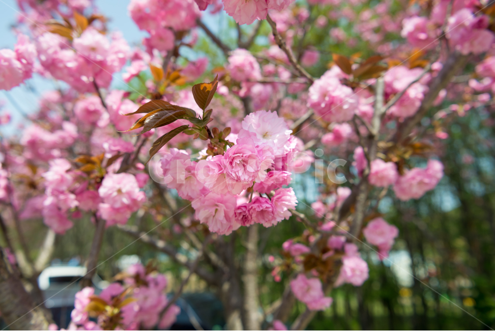 봄,자연,야외,공원,spring,nature,벚꽃,겹벚꽃,핑크,분홍색,pink,꽃,계절,식물,풍경,빛,season,plants,flower,감성,sensible,feeling,봄,계절,spring,season,plant,blossom