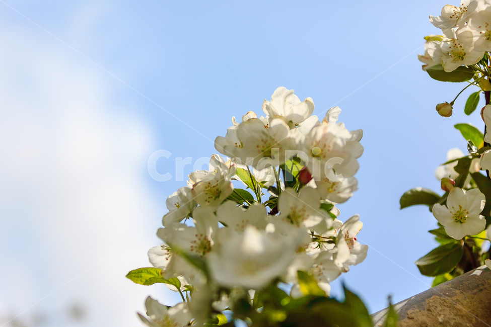 사과꽃,하늘,꽃,과일꽃,정원,식물,자연,plants,nature,꽃,flower