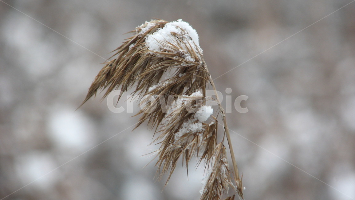 grass,plant,lawn,잔디,식물,겨울,계절,winter,season