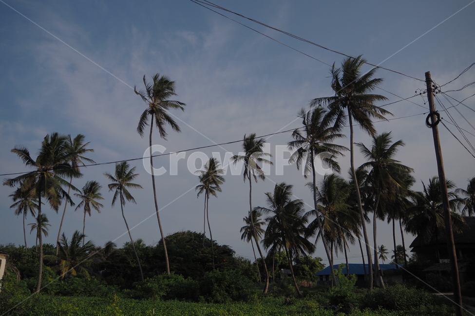 탄자니아,tanzania,zanzibar,잔지바르,잔지바르섬,jambiani,잠비아니,아프리카,africa,야자수,자연,시골,countryside,nature,자연,풍경,nature,landscape,해외,외국,세계,foreign,oversea,world,세계자연풍경,해외자연풍경,외국자연풍경,world nature landscape