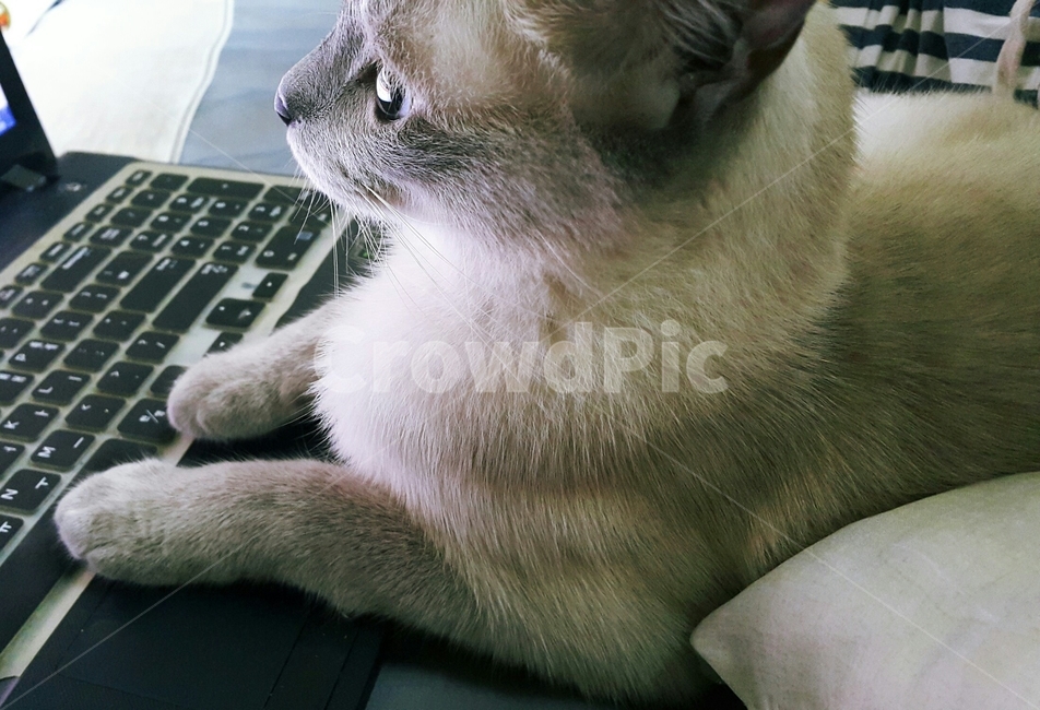 고양이,샴,노트북,샴블루포인트,컴퓨터보는고양이