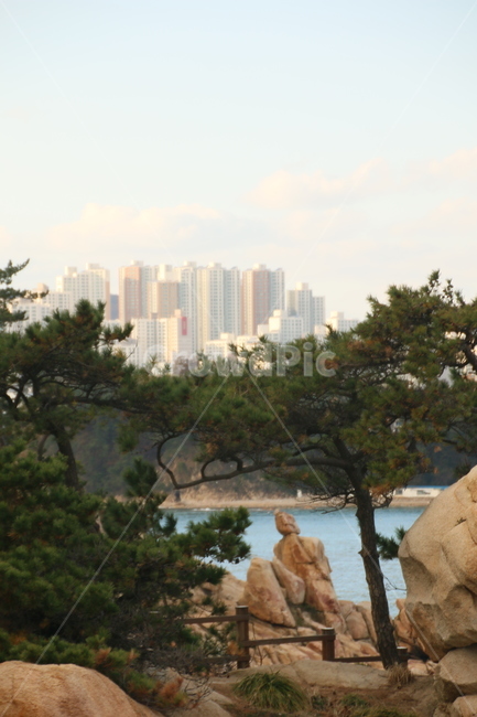 나무,plant,tree,식물,숲