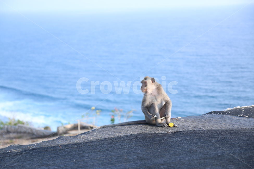 원숭이,동물,monkey,animal,자연,동물,animal,포유류,mammal