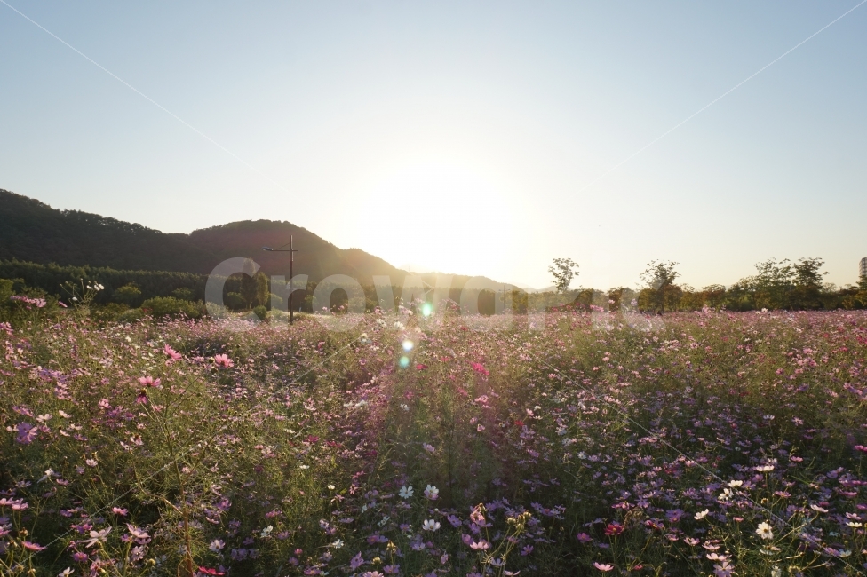 가을,계절,자연,햇살,코스모스,꽃,풍경,휴식,힐링,산책,일상,스냅,fall,season,nature,sunshine,sunlight,빛,light,cosmos,flower,landscape,rest,daily,snap,자연,풍경,nature,landscape,가을,계절,fall,autumn,season,식물,plants,꽃,flower,flare,플레어