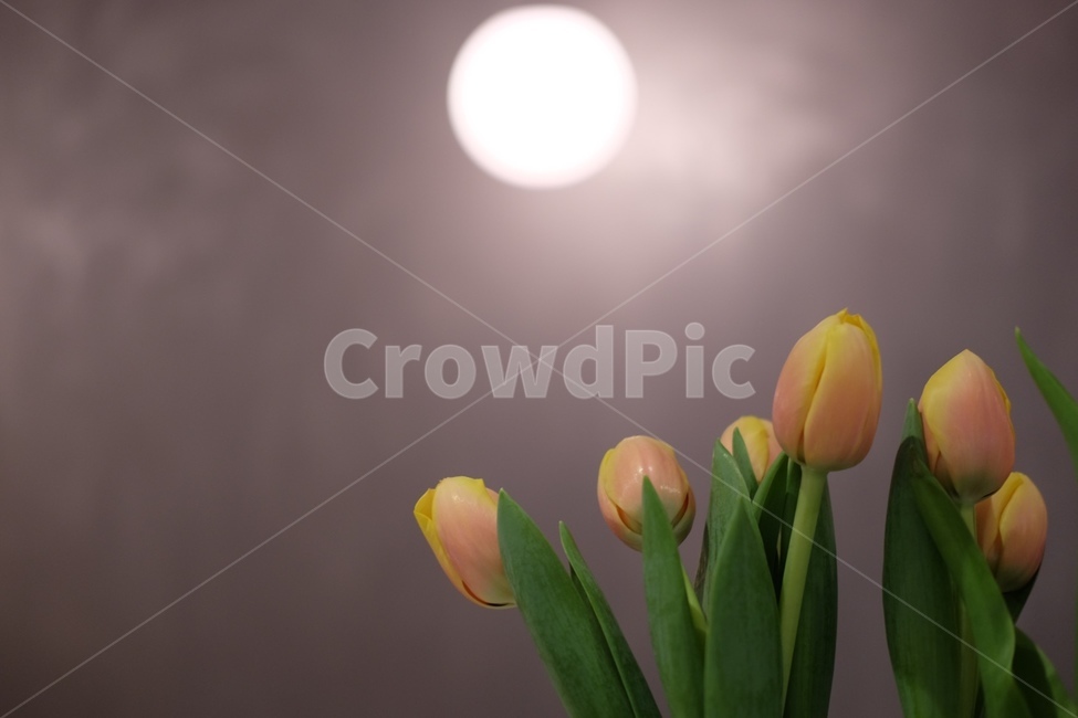 꽃,자연,녹색,green,flower,꽃,flower