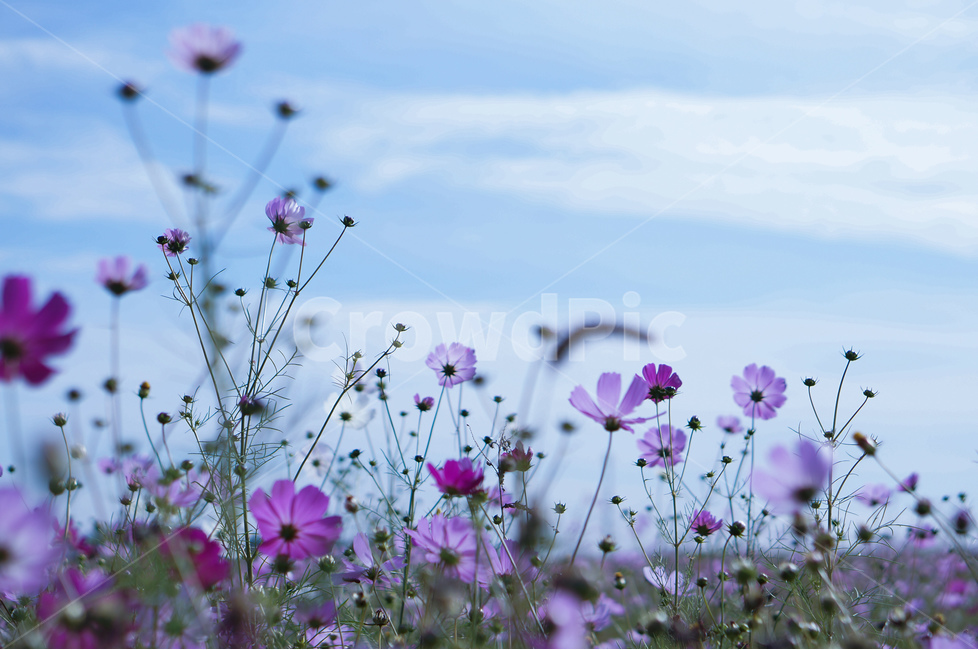 가을,코스모스,하늘,풍경,핑크,꽃,가을,계절,fall,autumn,season,식물,자연,plants,nature,꽃,flower,blossom,geranium,제라늄,plant