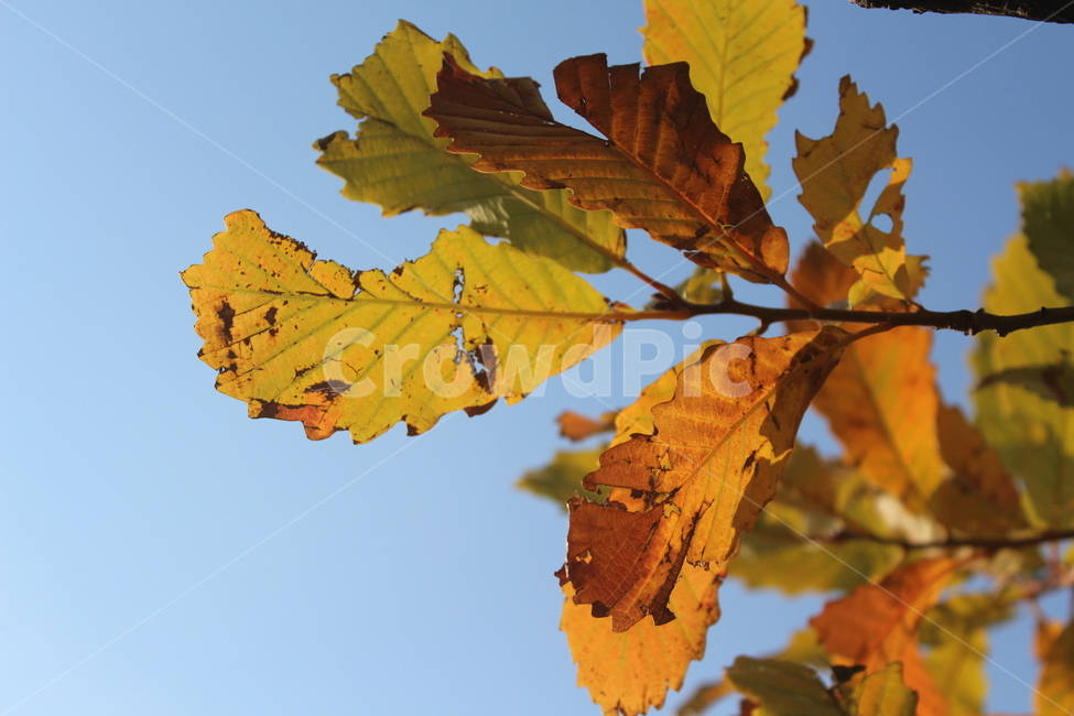 plant,식물,leaf,잎,참나무잎,가을,계절,fall,autumn,season,식물,자연,plants,nature,veins,정맥