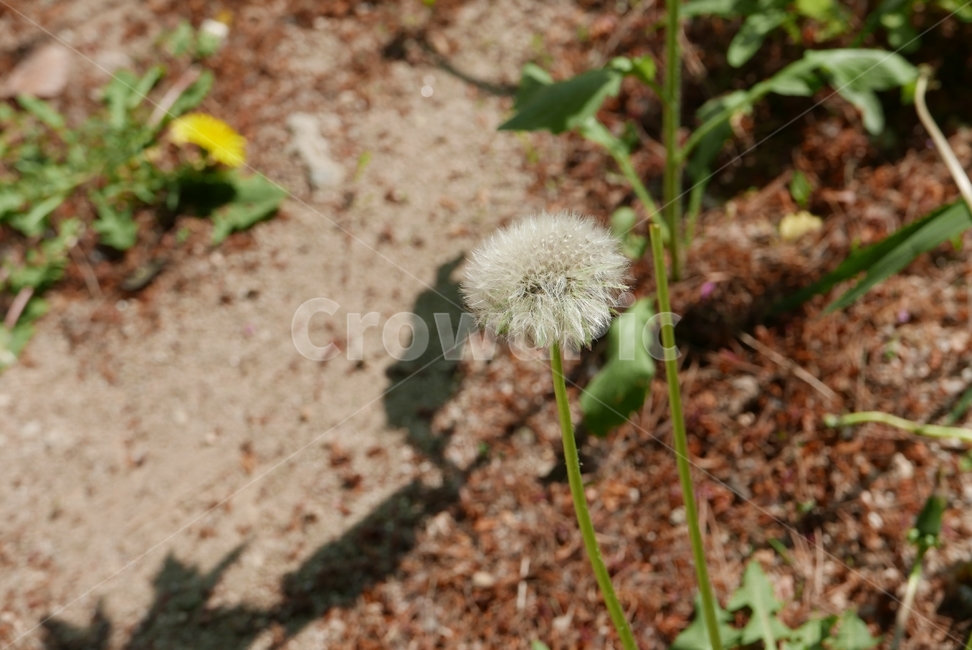 서양해바라기,식물,flower,꽃,blossom