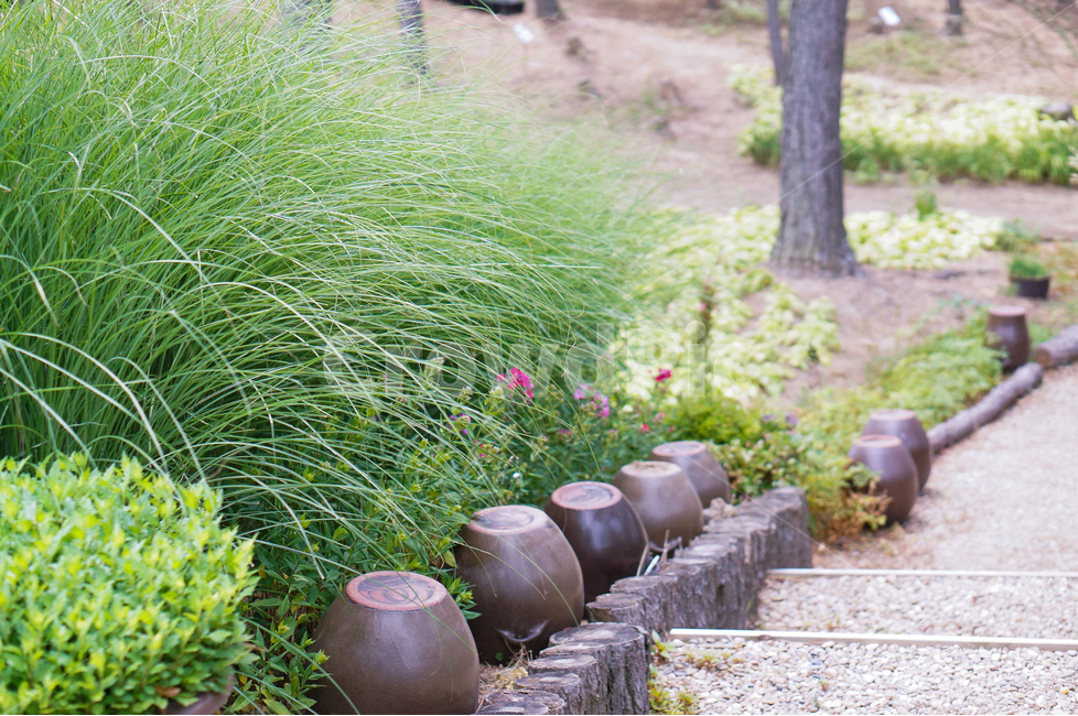풀,나무,풍경,단지,낮,한국전통,한국문화,korean traditional,korean culture,식물,자연,plants,nature