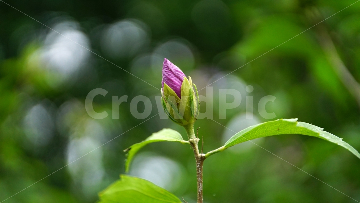 무궁화,꽃,식물,플라워,자연,flower,nature,여름,7월,summer,국화,꽃봉오리,한국,korea,풍경,landscape,꽃사진,plants,식물,자연,plants,nature,꽃,flower