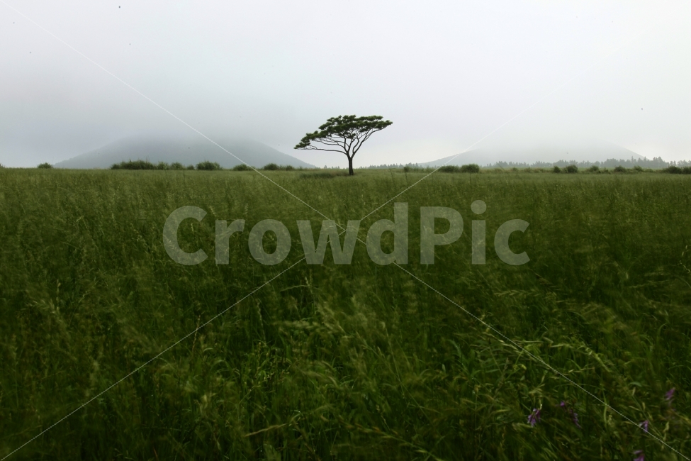 자연,나무,홀로나무,초록,들판,자연,풍경,nature,landscape,outdoors,옥외,field,들,grassland,목초지,savanna,대초원,vegetation,초목,plant,식물,land,땅