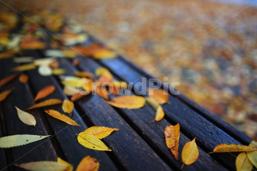 가을,단풍,자연풍경,식물,자연,벤치,의자,낙엽,나뭇잎,풍경,가을,계절,fall,autumn,season,식물,자연,plants,nature,leaf,잎,plant