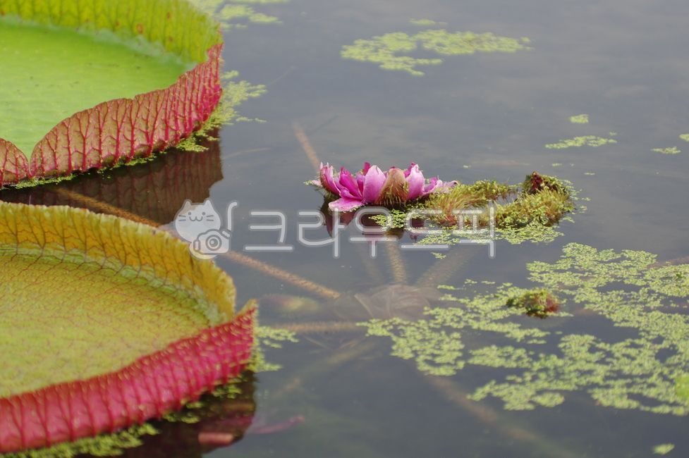 Victoria Lotus,victorialotus,plant,Lotus,flower