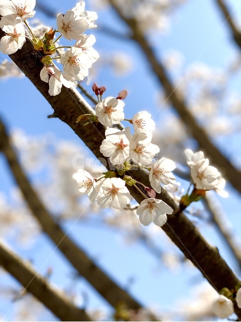 식물,꽃,벚꽃,flower,blossom,plant