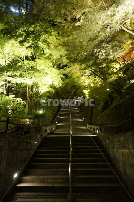 나무,계단,숲길,산책,밤,tree,stairs,forestroad,walk,night,자연,풍경,nature,landscape,야경,밤,nightscape,night,handrail,난간,banister,staircase
