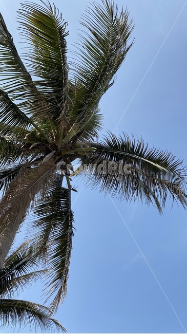 야자수,tree,나무,식물,palmtree,plant,하늘,파란,초록
