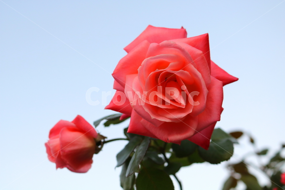 장미,꽃,장미꽃,나무,식물,원예종,관상용,식물,자연,plants,nature,꽃,flower
