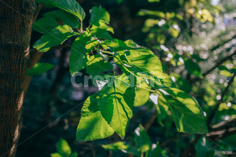 자연,풀,풀잎,초록,햇살,햇볕,식물,자연,plants,nature