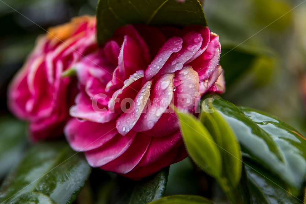 plant,식물,blossom,꽃,flower,식물,자연,plants,nature,꽃,flower