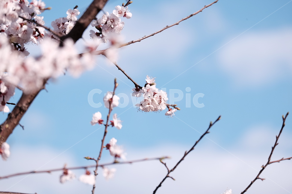 벚꽃,봄꽃,cherryblossom,flower,spring,봄하늘,하늘,봄,계절,spring,season,식물,자연,plants,nature,꽃,flower,plant,blossom