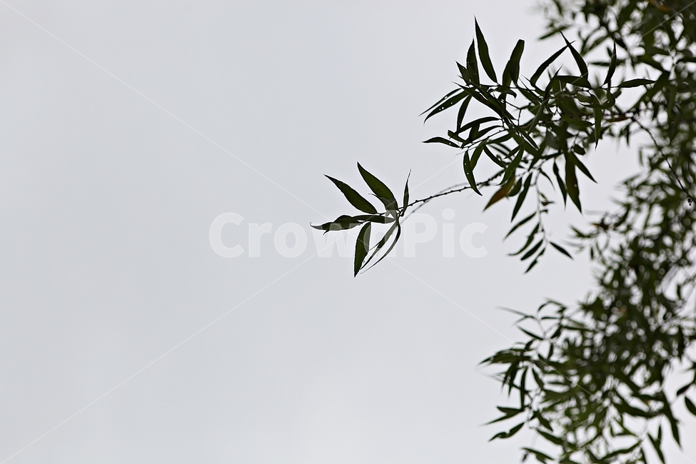 버들잎,버드나무,나무,나무잎,배경,식물,자연,plants,nature