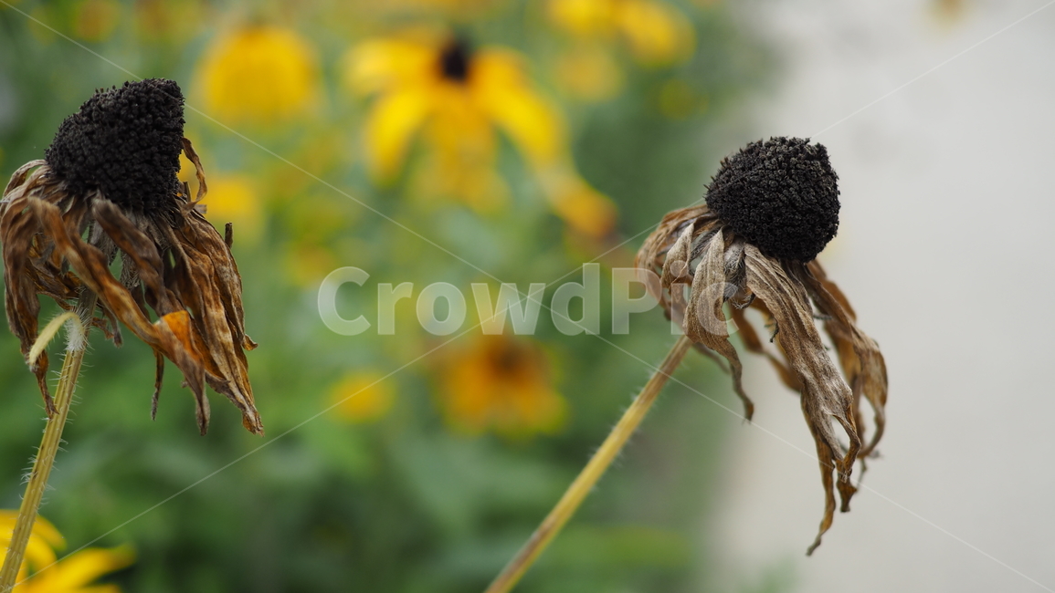 야생화,꽃,그린,wildflower,flower