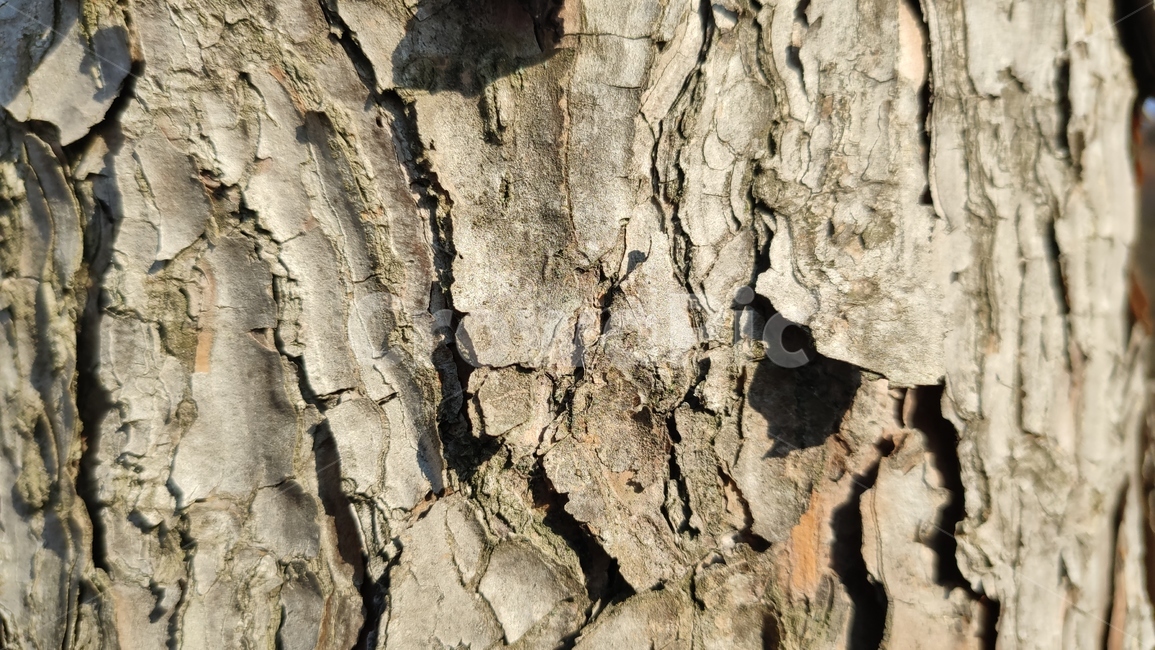 나무껍질,나무질감,식물,나무,plant,tree,bark,woodtexture,식물,자연,plants,nature,나무,trees,wood,텍스처,질감,패턴,texture,pattern