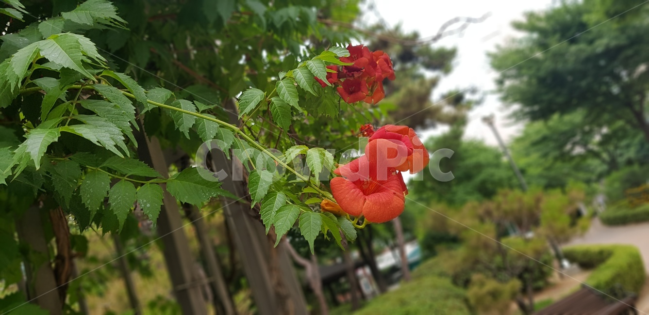 능소화,꽃,주황색꽃,여름꽃,이쁜꽃