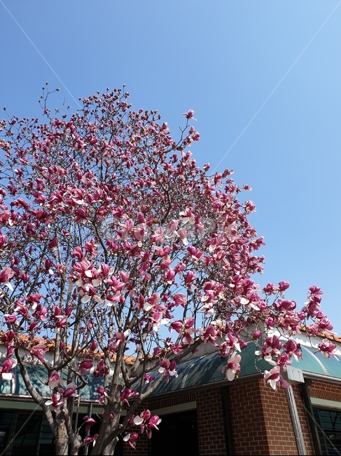 꽃,flower,하늘,sky,pink,나무,꽃나무
