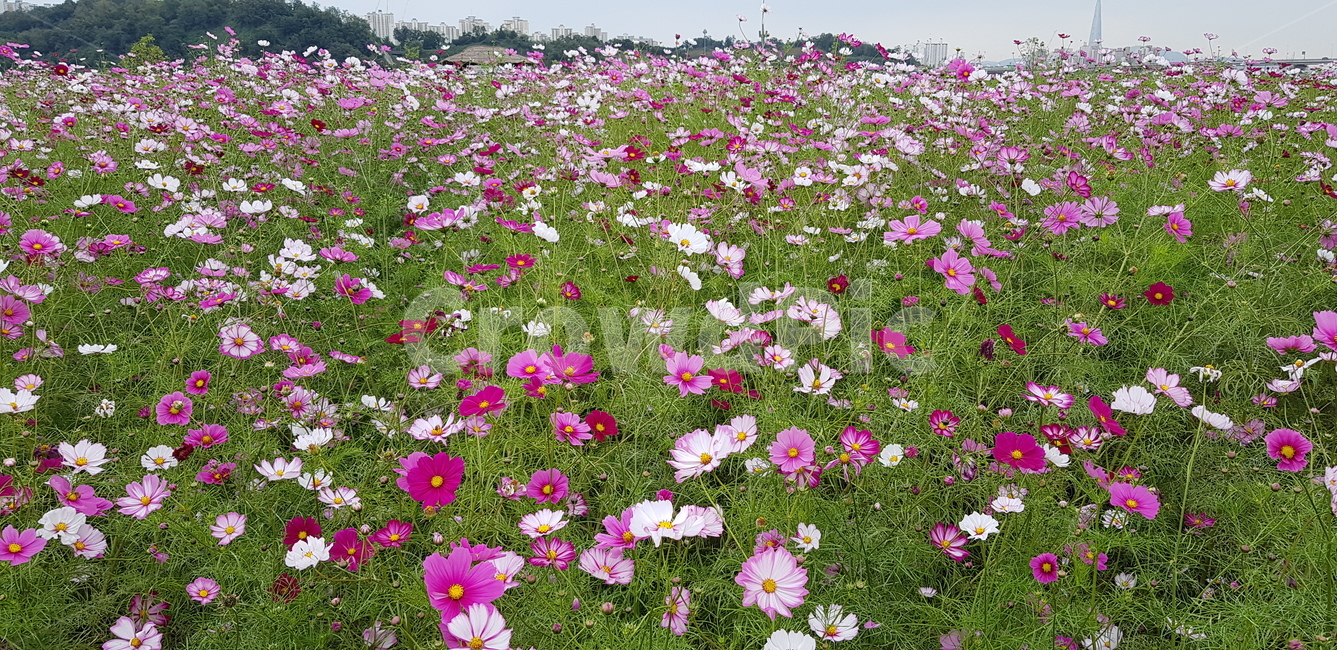 가을꽃,가을,코스모스,꽃축제,꽃,식물,자연,plants,nature,꽃,flower