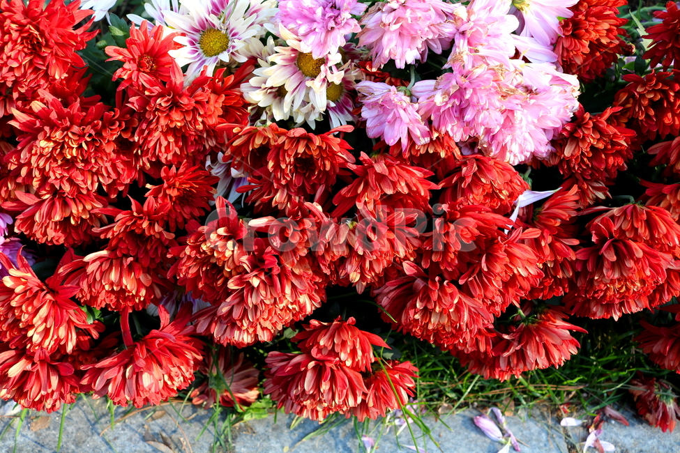 국화,꽃,국화꽃,식물,자연,가을,빨간색꽃,붉은색국화,식물,자연,plants,nature,꽃,flower