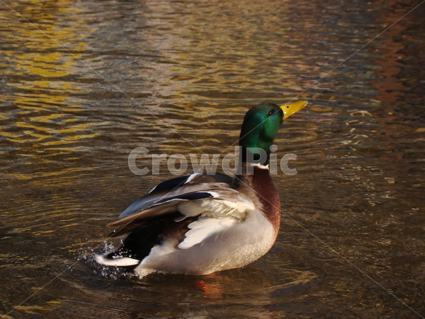 오리,조류,동물,동물원,강,duck,새,자연,불광천,동물,animal,조류,새,birds