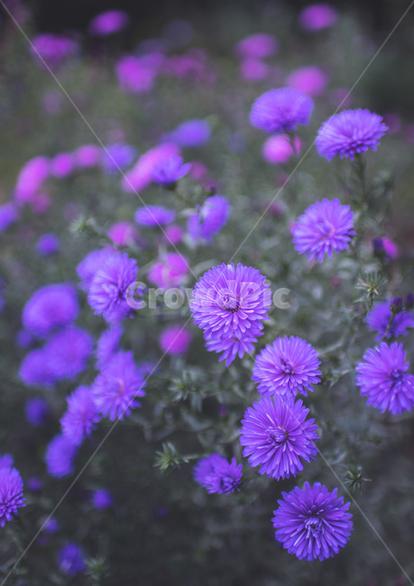 꽃,감성,감성사진,필름사진,봄,식물,자연,plants,nature,꽃,flower,색깔,색상,색채,색감,color sense,color sensitivity,feeling of color