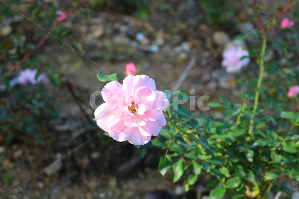 장미,장미꽃,꽃,식물,자연,핑크퍼퓸,원예,관상용,식물,자연,plants,nature,꽃,flower