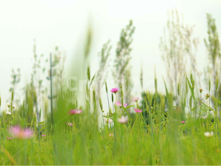 코스모스,감성,가을,들판,초록,야생화,가을꽃,가을,계절,fall,autumn,season,식물,자연,plants,nature,꽃,flower,grass,잔디,plant,grassland,목초지,outdoors,옥외,field,들