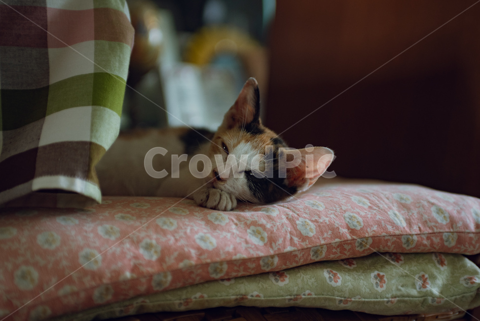 고양이,반려동물,냥이,냥,애완동물,반려묘,동물,코리안숏헤어,코숏,믹스냥,새끼고양이,아깽이,집사,애묘,묘,귀여운,포유류,삼색이,삼색고양이,kitten,cat,animals,baby,cute,animal,kitty,mammal